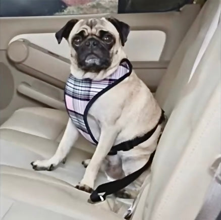 Adjustable Pet Car Seat Belt – Safe & Secure Travel for Dogs & Cats